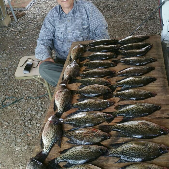fish laid out