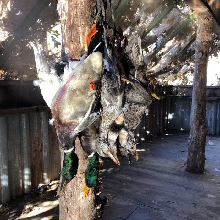 duck hanging on post