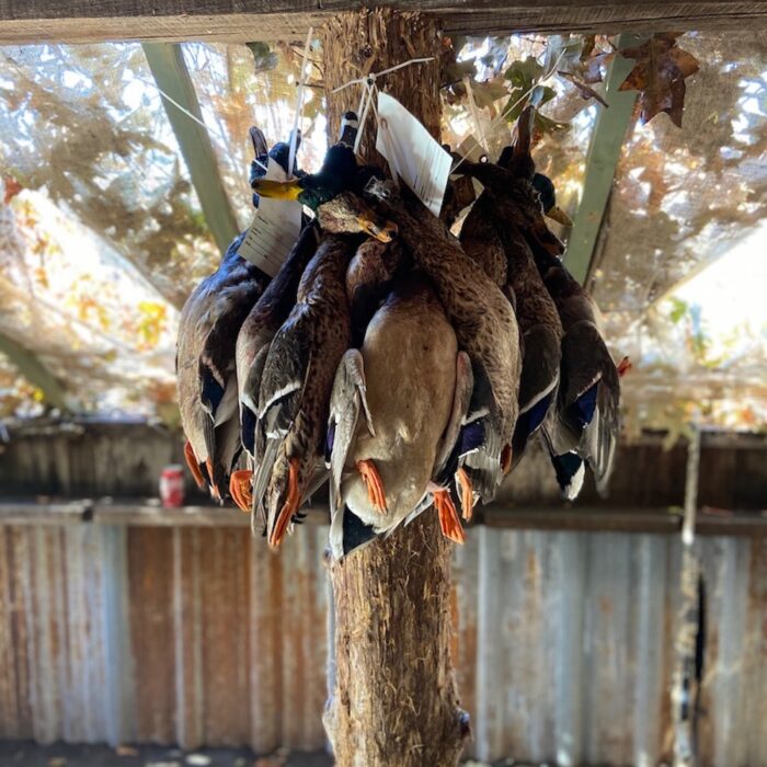 ducks hanging from post