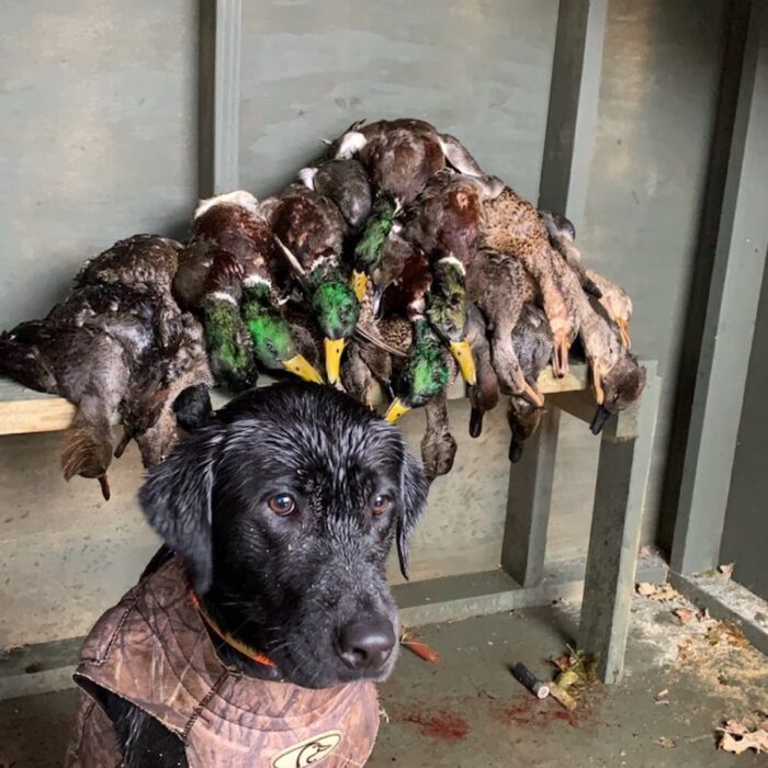 hunting dog with ducks