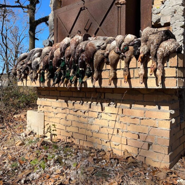 hunted ducks on a wall