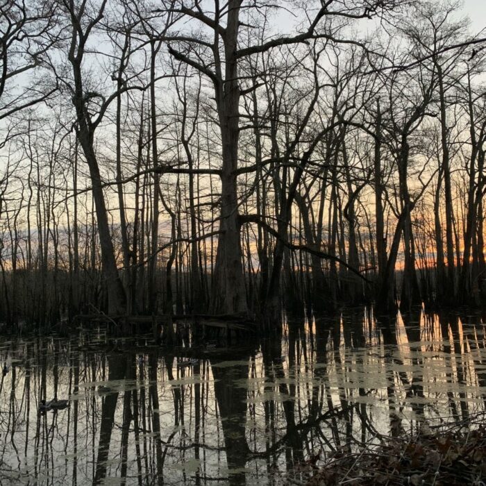 sunrise at the duck blind