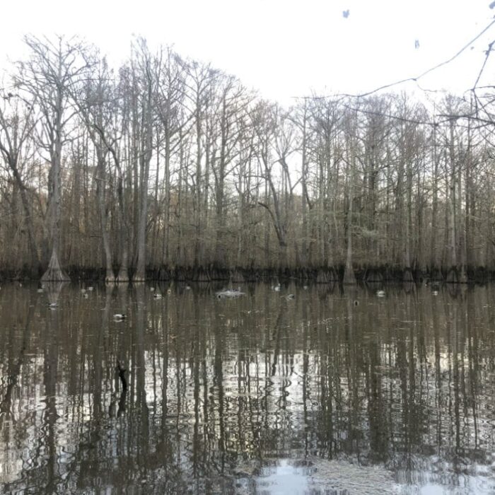 timber hunt