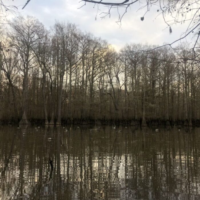 timber hunt