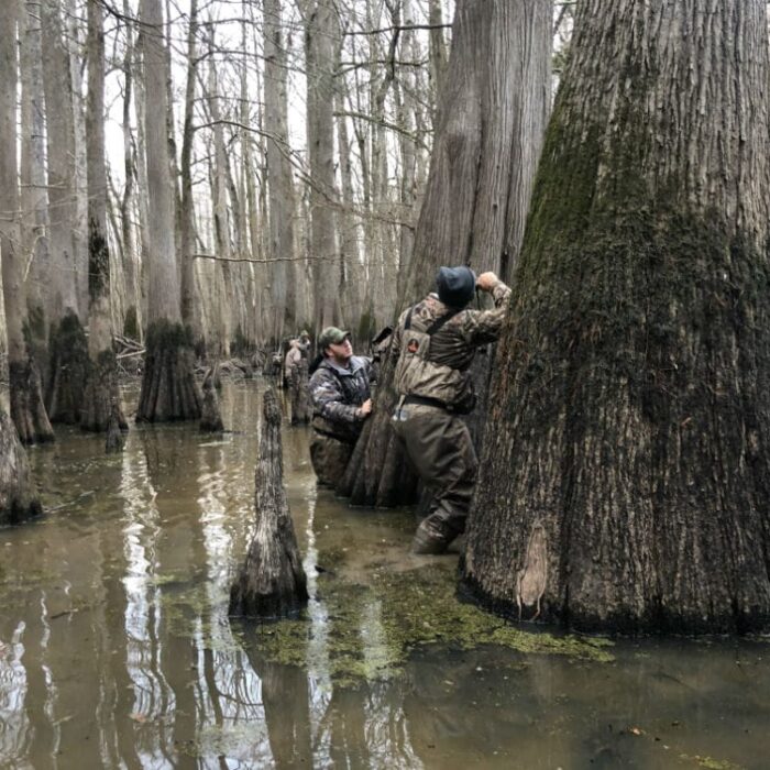 timber hunt